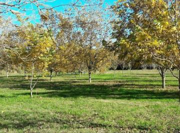 Terreno · 20400m² · Quinta 2ha C Nueces Pecan Activa en Zelaya