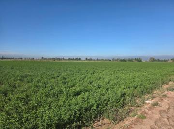Campo · 200000m² · Campo en Venta - 20 Hectáreas - Mendoza