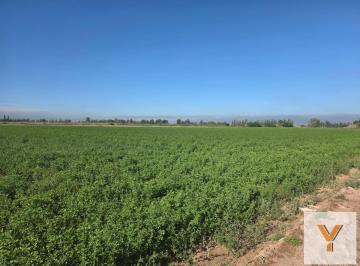 Campo · 200000m² · Campo en Venta - 20 Hectáreas - Mendoza