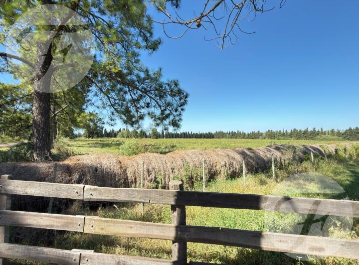 Campo · 5ha
