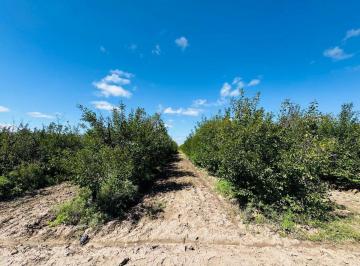 Campo · 48ha · Venta Finca en Producción 48,28has, San Martin