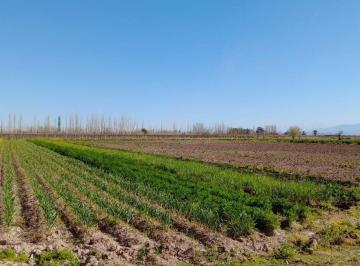 Campo · 50ha · Venta - Finca - Tulumaya - Lavalle