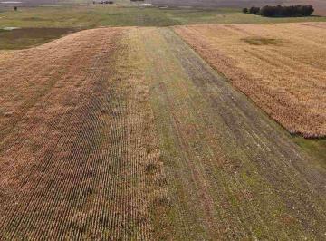 Campo · 178ha · Campo en Venta Rauch