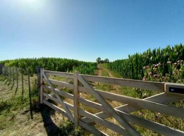 Campo · 250m² · Campo Ayacucho 20 Has Mixto