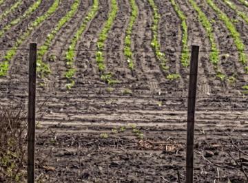 Campo · 300ha · 3 Ambientes · Campo Ganadero en Producciòn
