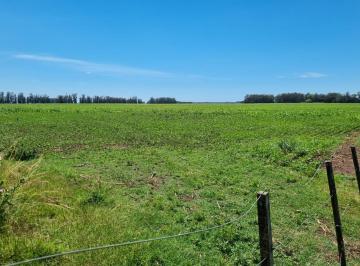 Campo · 81000m² · Campo 81 Hectáreas, Miramar, Gral. Alvarado