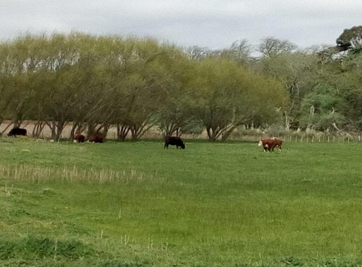 Campo · 75ha