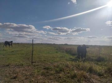 Campo · 50ha · 50 Hectáreas Agrícolas/ganaderas en "Campo Bello"