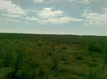 Campo · 1148m² · Campo en Esteban Rams
