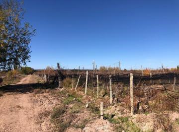 Campo · 80000ha · Finca en Agrelo