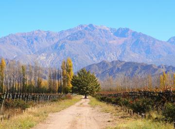 Casa · 640ha · 14 Ambientes · Finca en El Cepillo, 90 Ha, Valle del Uco, Provincia de Mendoza