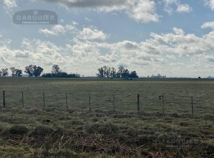 Campo · 100ha