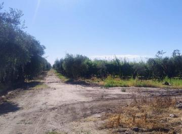 Campo · 4ha · Remax Vende Hermosa Finca en Coquimbito Maipu