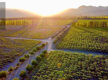 Campo · 2650000ha · Excepcional Finca Vitivinícola en El Valle del Ullúm