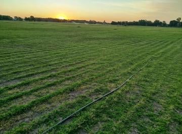 Campo · 130m² · 4 Ambientes · Campo en Venta - 15.000 m² - Baradero