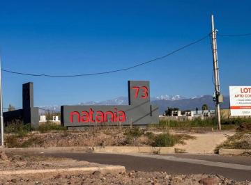 BDA-BDA-43_2 · Lote en Venta Maipu - Natania 73 - 336 m² / Todos Los Servicios / Escritura