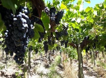 Campo · 530000m² · Finca en Ingeniero Gustavo Andre