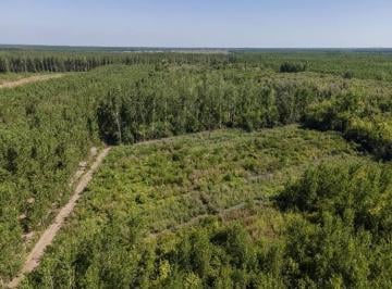Campo · 60000ha · Campo en Venta de 6ha Mixto Único en La Zona Acceso por Balsa Canal Alem Campana.