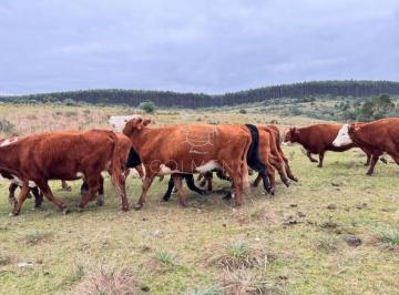 Foto1 · Campo de 166 Ha