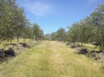 Foto1 · Campo de 166 Ha