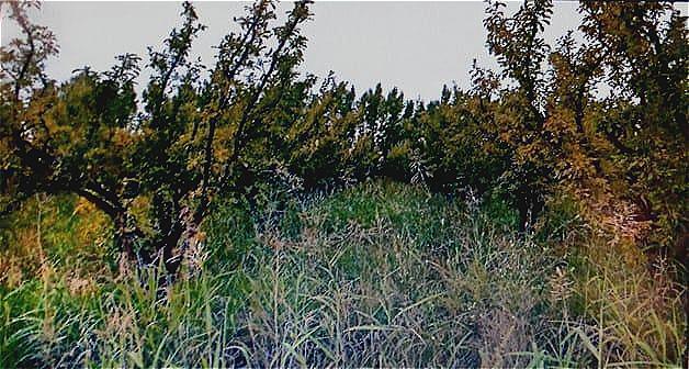 Los Brasirelos Real del Padre San Rafael