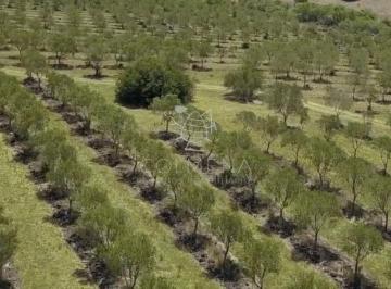 Foto1 · Campo de Olivos
