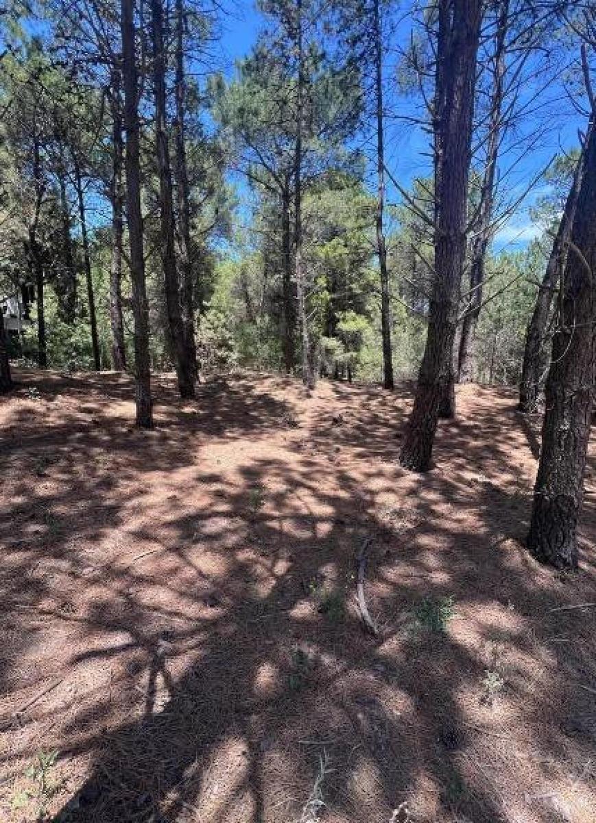 Bosque Alegre y El Chimango, Monte Hermoso, Buenos Aires Costa Atlántica