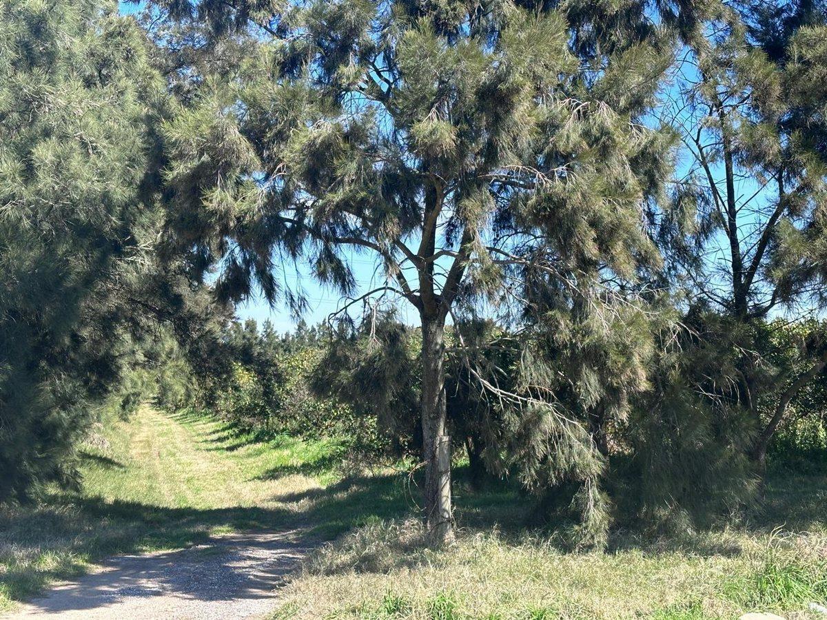 Brigadier General Manuel Oribe 8700,  Paso de la Arena, Montevideo