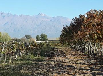 Campo · 3ha · Finca 2,6 Ha de Malbec con Tela