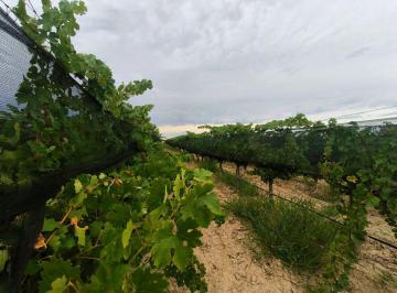 Campo · 350ha · Venta Finca en Produccion Ugarteche Lujan Mendoza