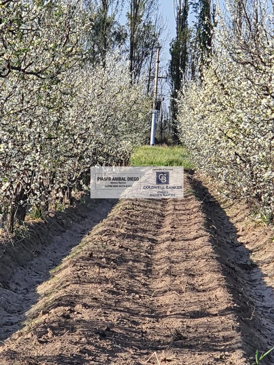 Rawson al 8000, San Rafael, Mendoza