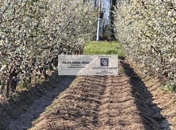 Campo · 195m² · 3 Ambientes · Finca - San Rafael