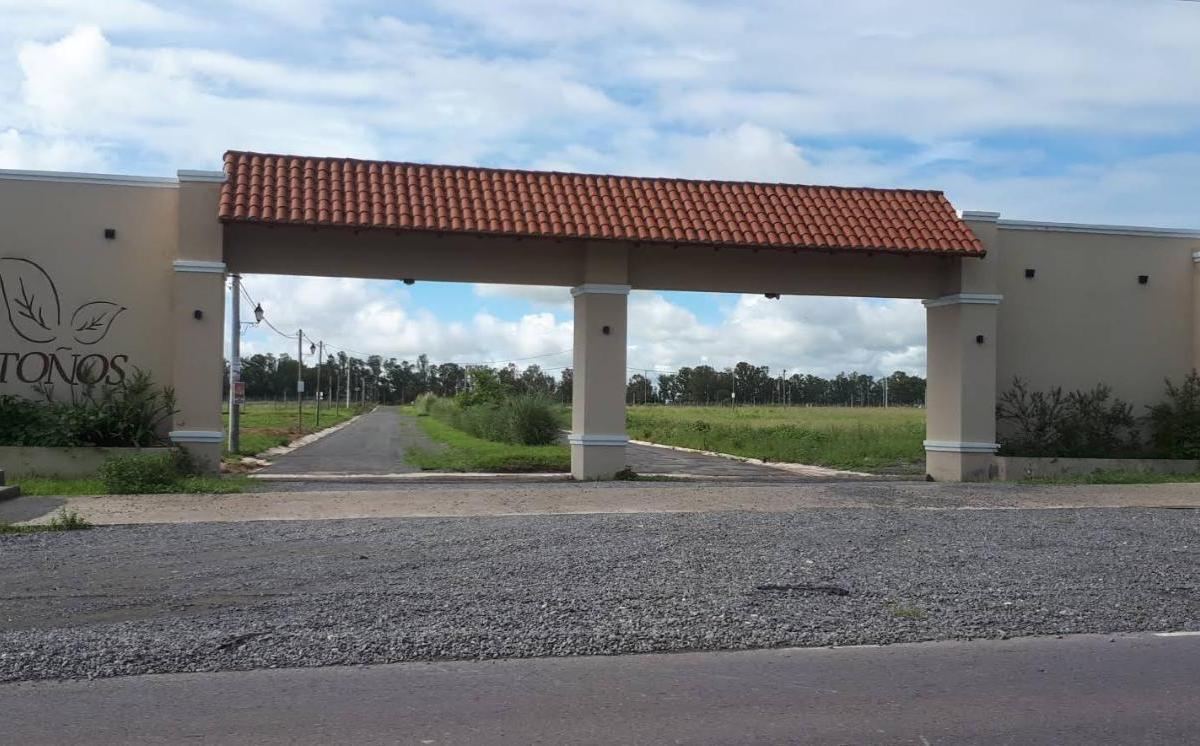 Retoños de Colon - La Silleta, Rosario de Lerma, Salta