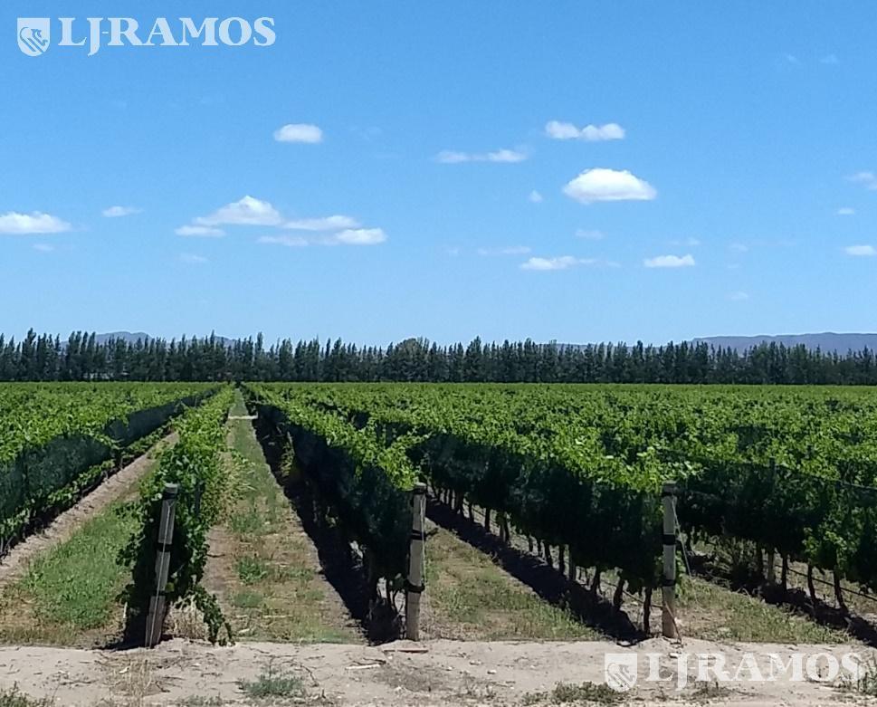 80 ha, San Rafael, Mendoza