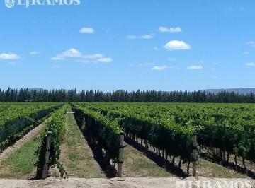 Campo · 800000ha · Finca 80 Ha con Viñedos. San Rafael, Mendoza