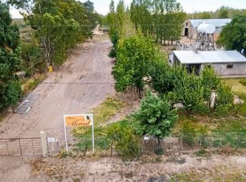 Terreno , Santa Rosa · Finca Mercedes - Ruta 7, Santa Rosa, Mendoza