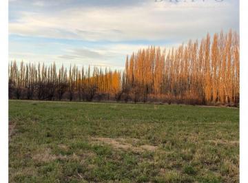 Campo , General Roca · Venta Chacra Apta Credito 3,7 Ha. Producción Nogales y Afalfa - General Roca, Rio Negro.