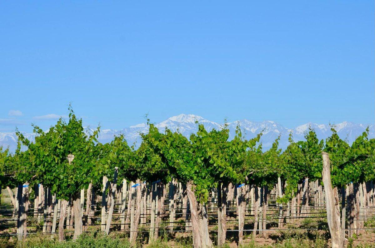 Los Amigos S/N,  Luján de Cuyo, Mendoza
