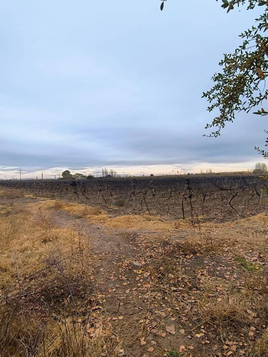 Saavedra al 100, Goudge, Mendoza