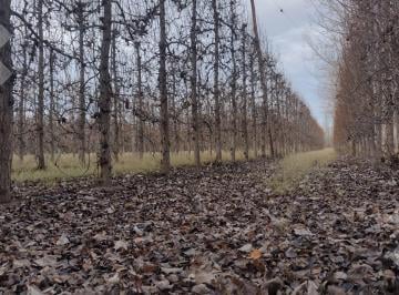 Campo · 378m² · 6 Ambientes · 2 Cocheras · Venta 11,7 Ha Chacra Productiva Sobre Ruta 65 - Fernández Oro - Río Negro