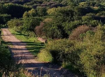 Terreno , El Manzano · El Manzano - Fraccion 4 Ha