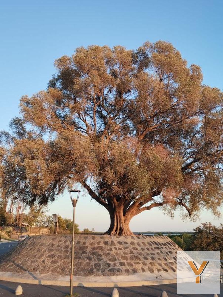Paseo De Los Olivos e/ San Juan y Laprida