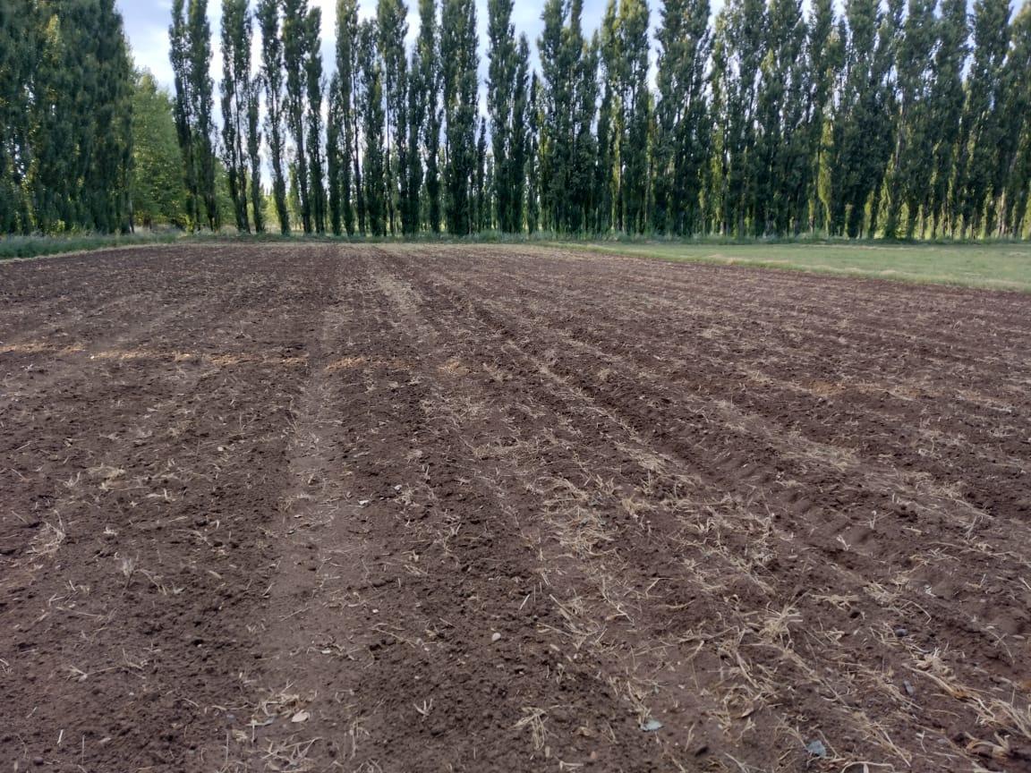 Chacra DE 10ha EN Venta EN Senillosa, Senillosa, Neuquén