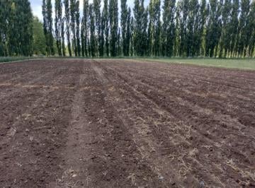 Campo · 100000m² · Chacra de 10ha en Venta en Senillosa