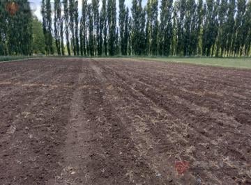 Campo · 100000m² · Chacra de 10ha en Venta en Senillosa