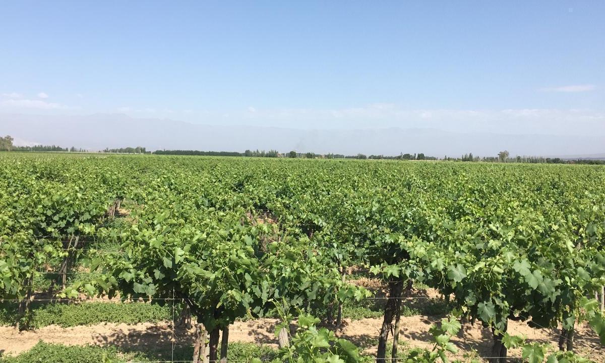 El Algarrobal Las Heras, Las Heras, Mendoza