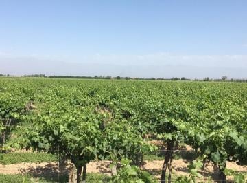 Terreno · 210000m² · Sd Propiedades Ofrece a La Venta Finca Productiva en Las Heras, Mendoza