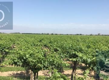 Terreno · 210000m² · Sd Propiedades Ofrece a La Venta Finca Productiva en Las Heras, Mendoza