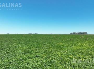Campo · 10000000ha · 1206 Ha Campo Mixto de Excelente Aptitud Productiva