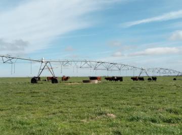 Campo · 28000000ha · Campo en Florida - Tm
